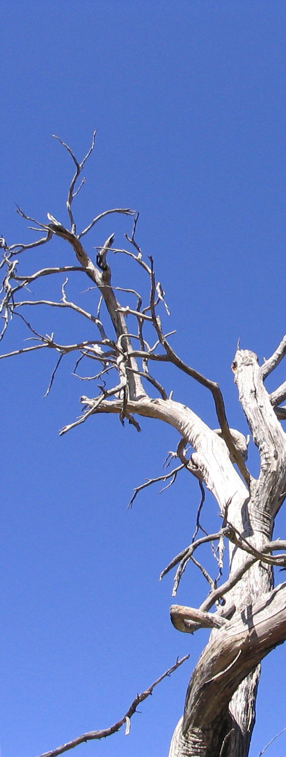 Old Tree  2.jpg (156335 bytes)