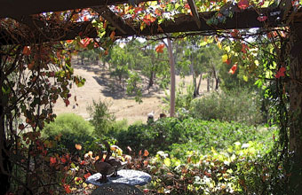 Shades Of Green.jpg (40668 bytes)