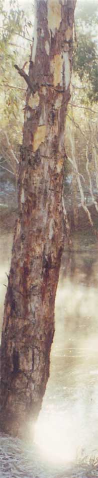 Tree By Dam.jpg (22483 bytes)
